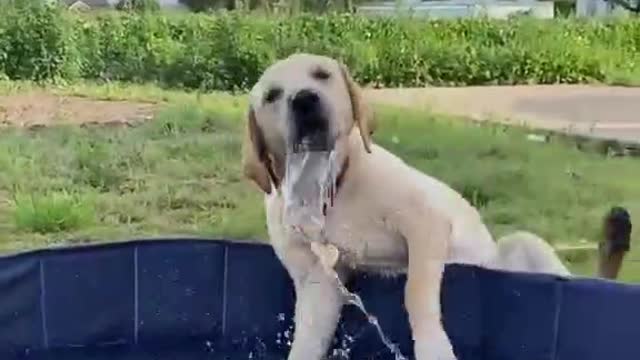 her name is piper, she was playing happily in the lake today, until she fell