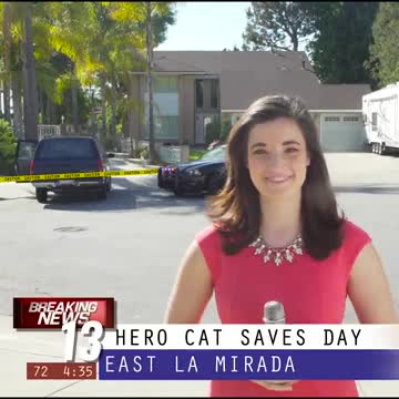 The Ultimate Viral Cat Video