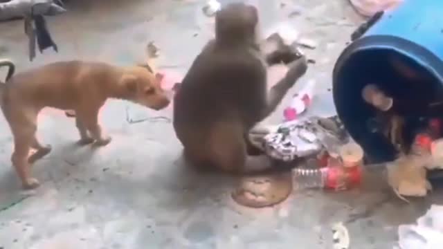 Amazing Funny Video Dog with Monkey