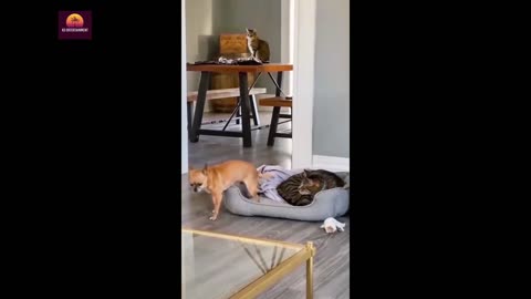 Funny Cats with dogs