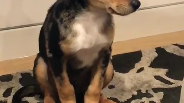 Puppy falling asleep