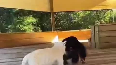 smart dog