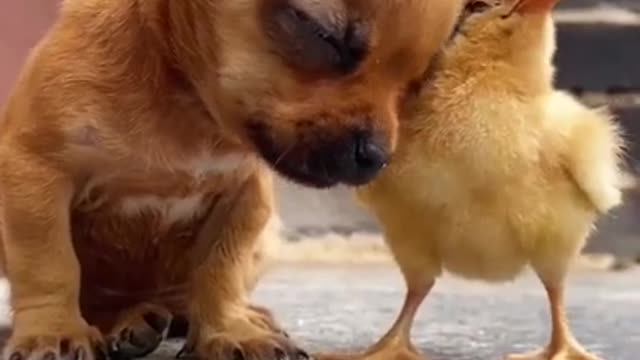 Funny dog Videos HD