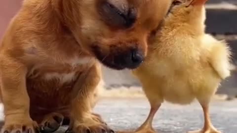 Funny dog Videos HD