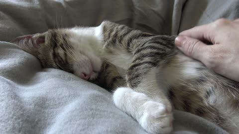 When I Purr, I Purr Loudly