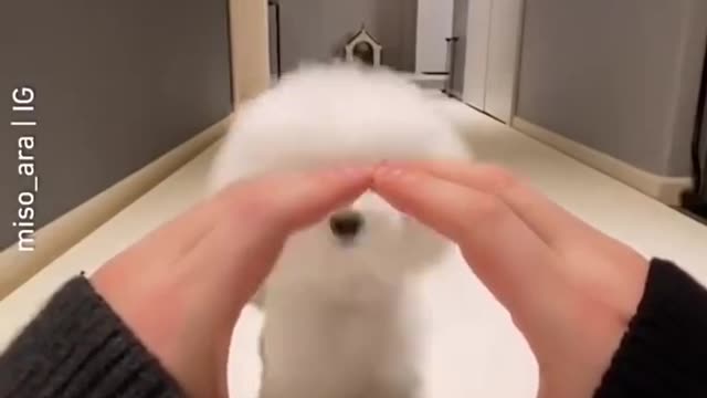 Cute dogs compilation - funny dog - cute dogs... #shorts