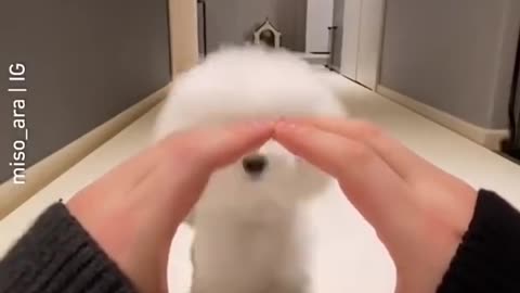 Cute dogs compilation - funny dog - cute dogs... #shorts