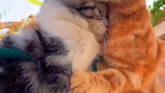 These Cats love 😍❤️each Other