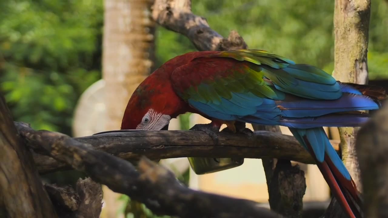 Macaw one of the most beautiful parrot in the world