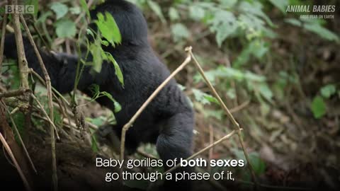 Baby Learning How to Gorilla | First Year on Earth | BBC Earth