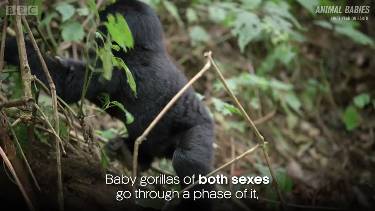 Baby Learning How to Gorilla | First Year on Earth | BBC Earth