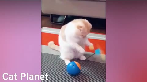 Viral TIKTOK Funny Video Cat