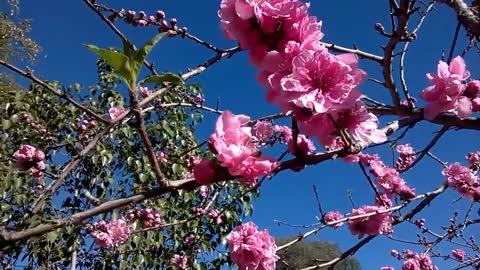 Bees and Peach Blossom