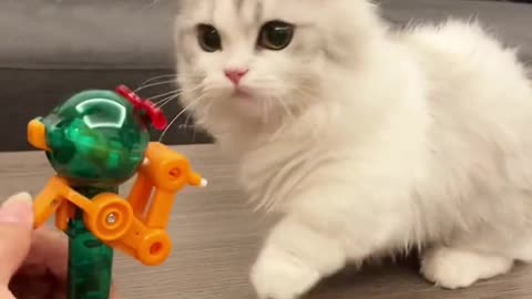Cats eat shrimp