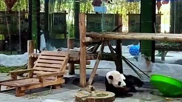 Lovely giant panda, come and have a look!