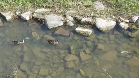 couple-duck swimming