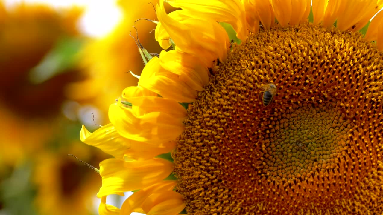 Sunflower with bee close up