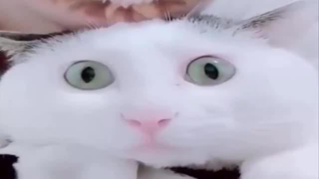 Cats Reaction - Funny Cats -Funny Cat Videos 2021