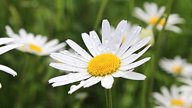 Daisies blossom bloom flower