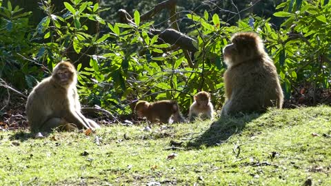 The Monkey king's family