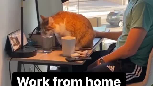 True? 😅 Love cats? Like & Share | work from home with cat | cat universe