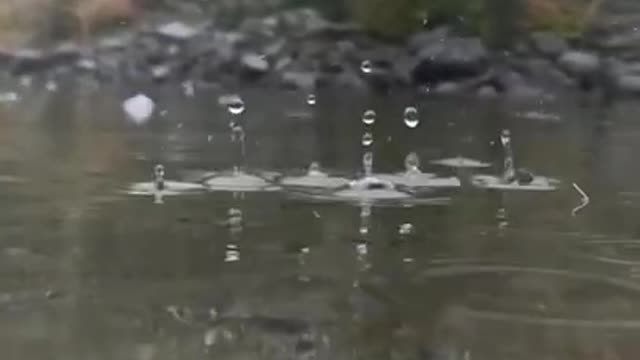 ###Rain Audio Nature Beauty _ WhatsApp status video _ Viral Short videos _ Trending Reels###