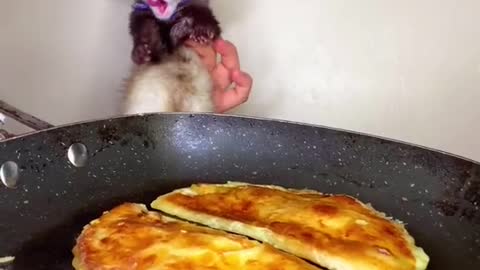 Ferret prepares delicious food for you