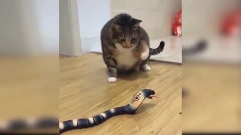 Cheeky Cat Vs Toy Snake - WHO WINS?