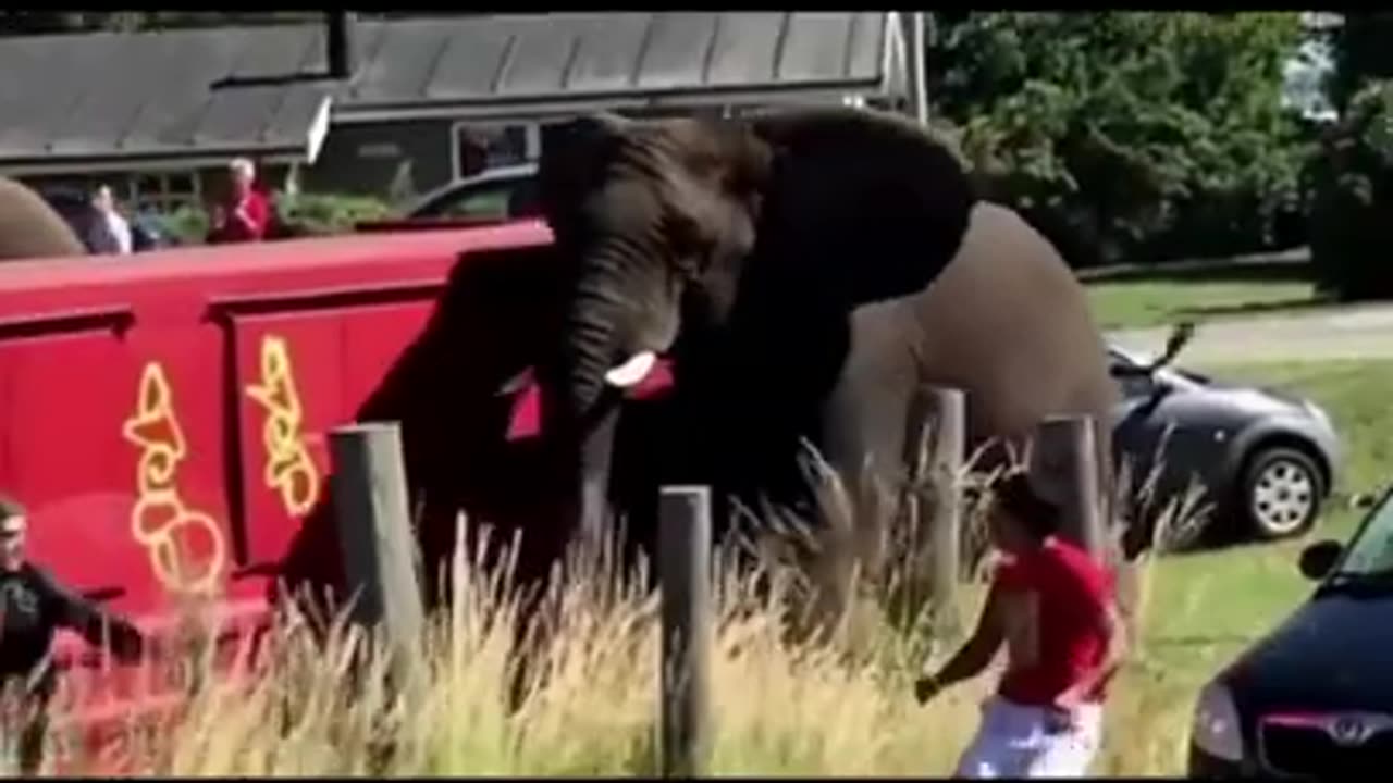 Animal Attack - The power of bull and the elephant #shorts
