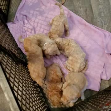 Mia,s pups day 26. Liking the new digs.