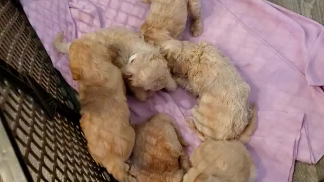 Mia,s pups day 26. Liking the new digs.