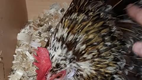 Chicken funny cute videos, Best funny animal video