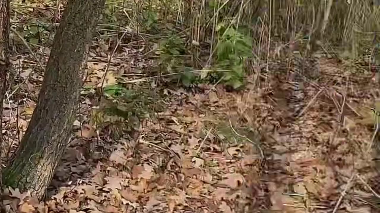 Dugout #bushcraft #building #forest #shelter #survival #outdoors #shorts