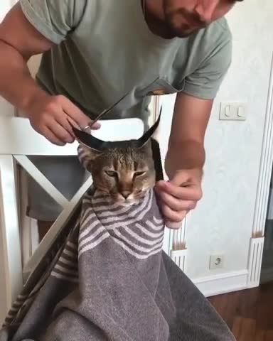 CAT Funny / hair cut for the cat supper funny