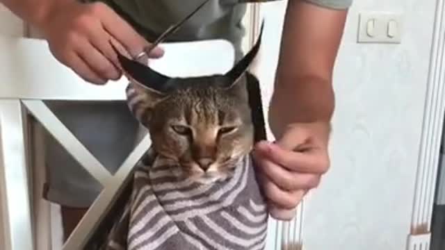 CAT Funny / hair cut for the cat supper funny