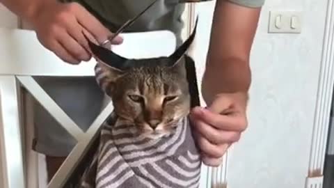 CAT Funny / hair cut for the cat supper funny