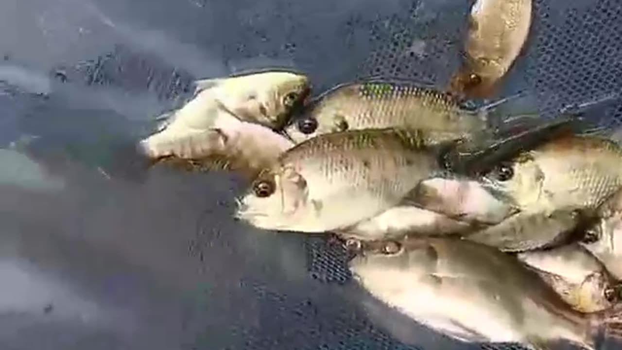 Amazing fishes video. My own farming fish.