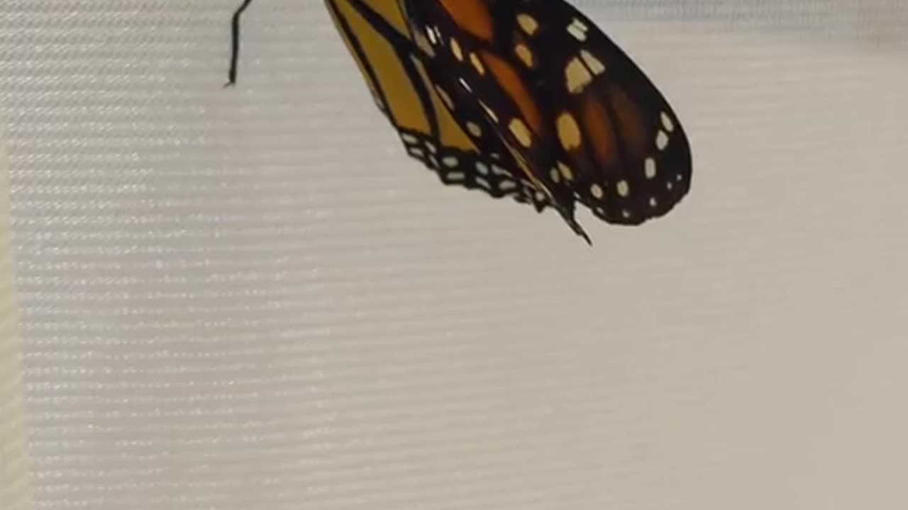 Monarch Butterfly Season 2024 Part 10