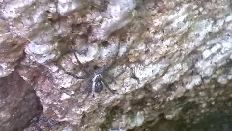 Spider