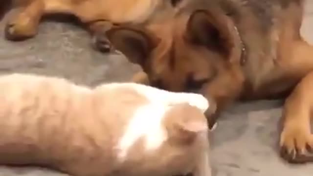 cats and dogs - cats and dogs awesome friendship