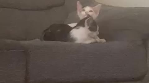 Pixie kisses buba😘