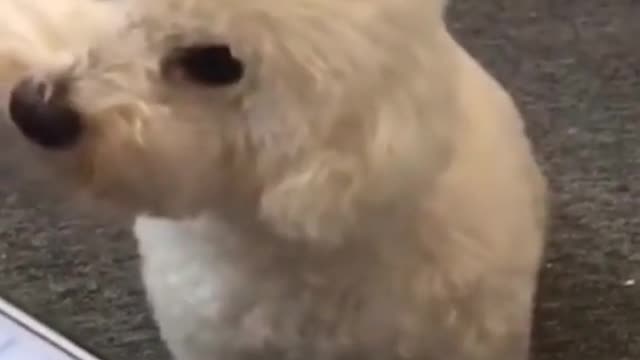 Cute Dog Barking video