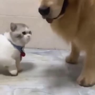 Midget Cat Vs Big Dog So Funny
