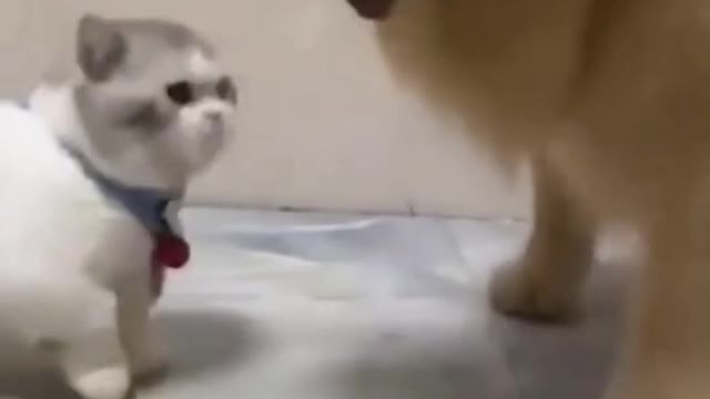 Midget Cat Vs Big Dog So Funny