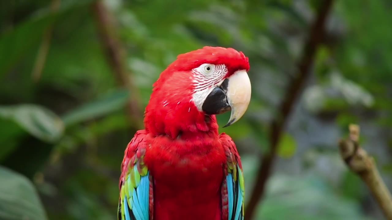 Beautiful parrot video