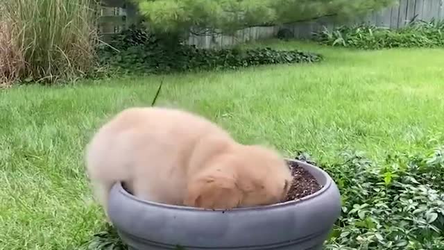 Funniest & Cutest Golden Retriever Puppies