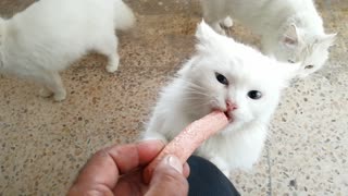 Cute cat eats hotdog