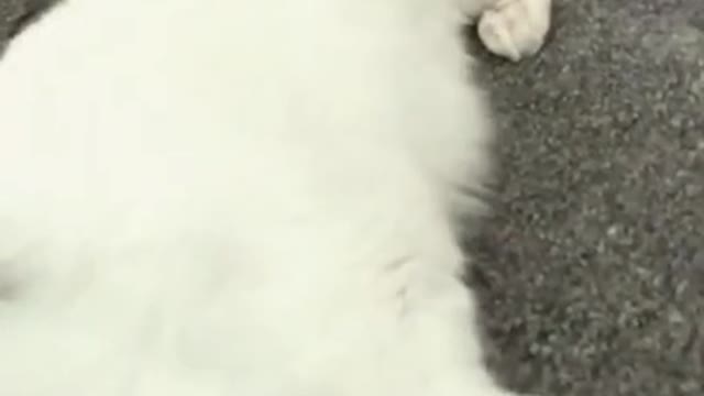 Smack A Cat's Butt and It'll: )
