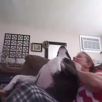 When 85lb, Bruno the pitbull, wants to drop back to your lap and STAY there?