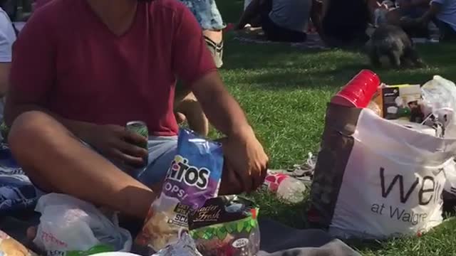 Puppy jumps on pie in park